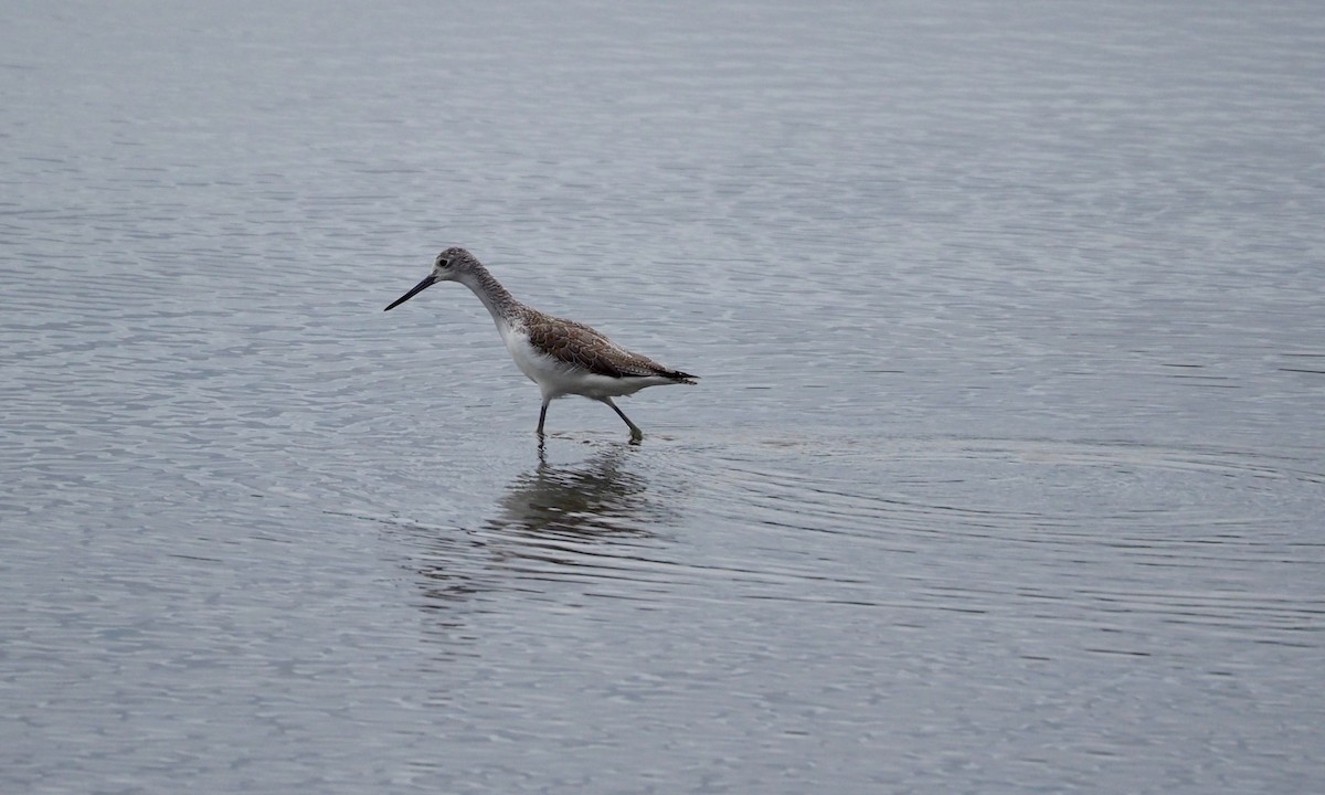 Үхэр хөгчүү - ML422836981