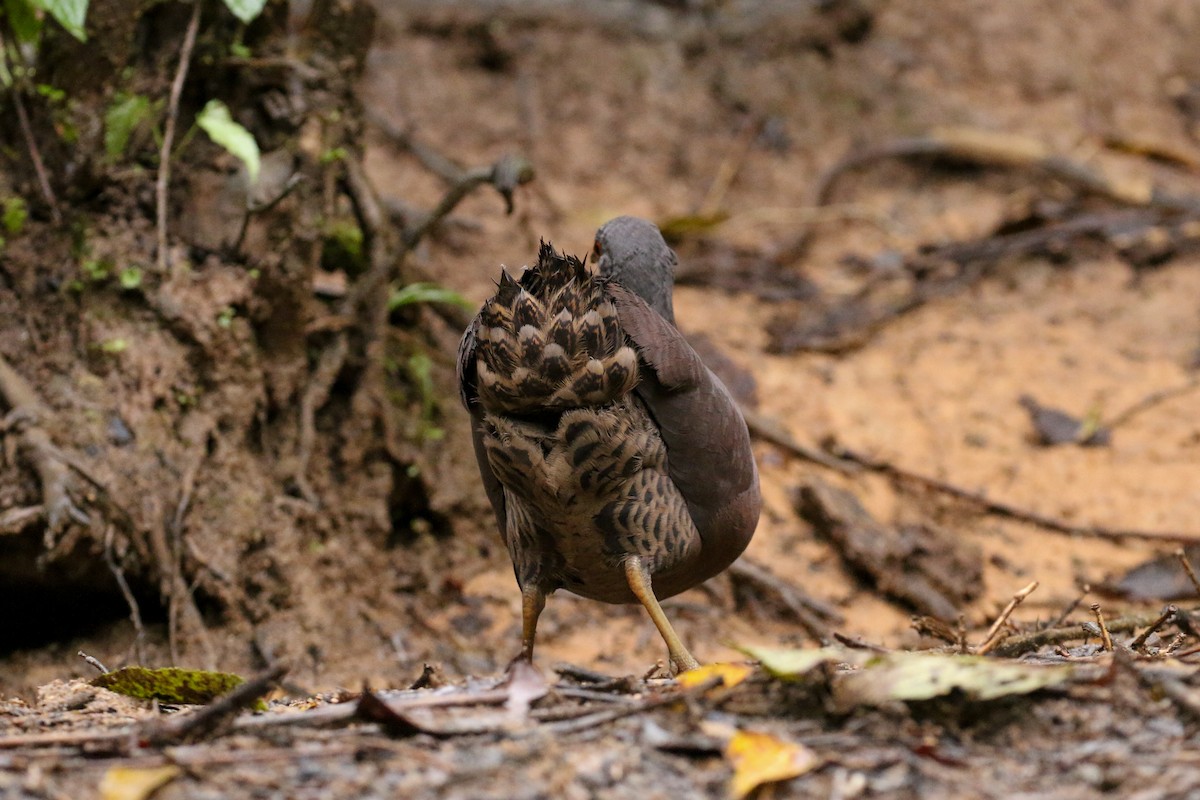 Brown Tinamou - Tommy Pedersen