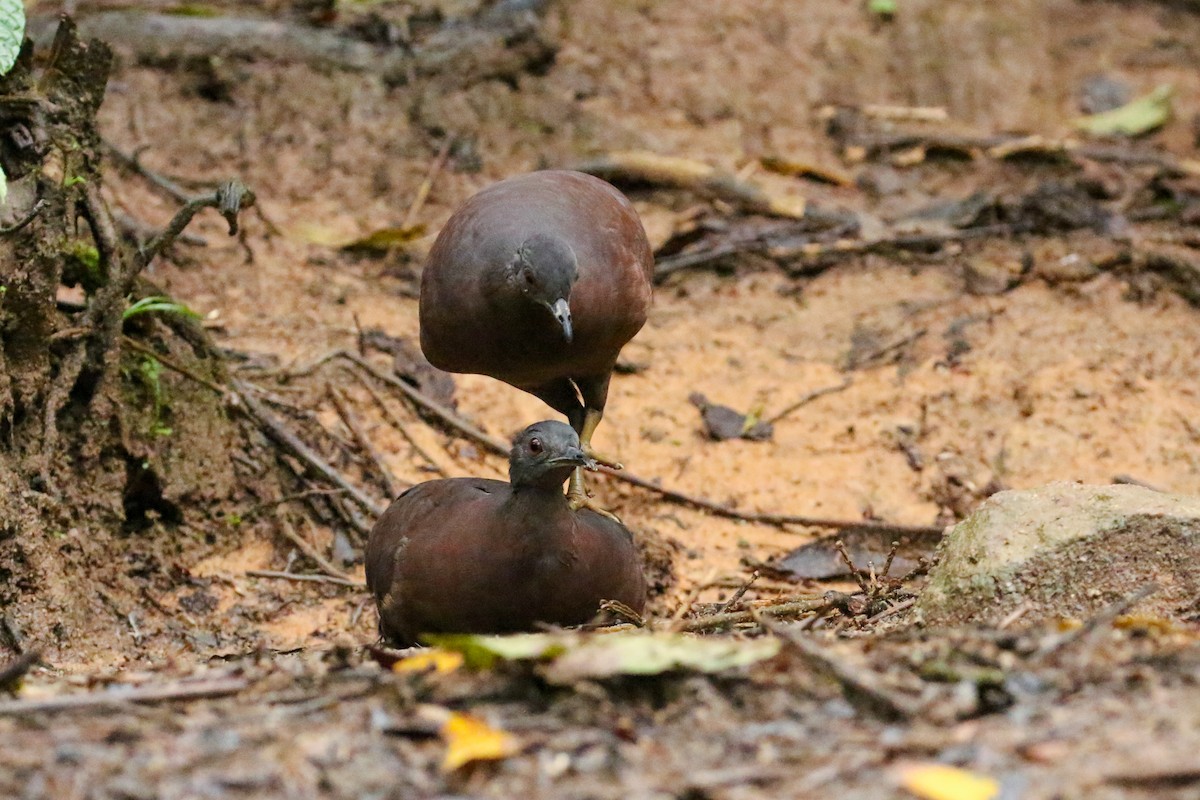 Brown Tinamou - ML42283721