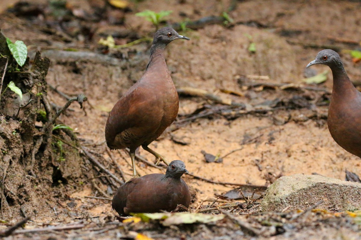 Brown Tinamou - ML42283771