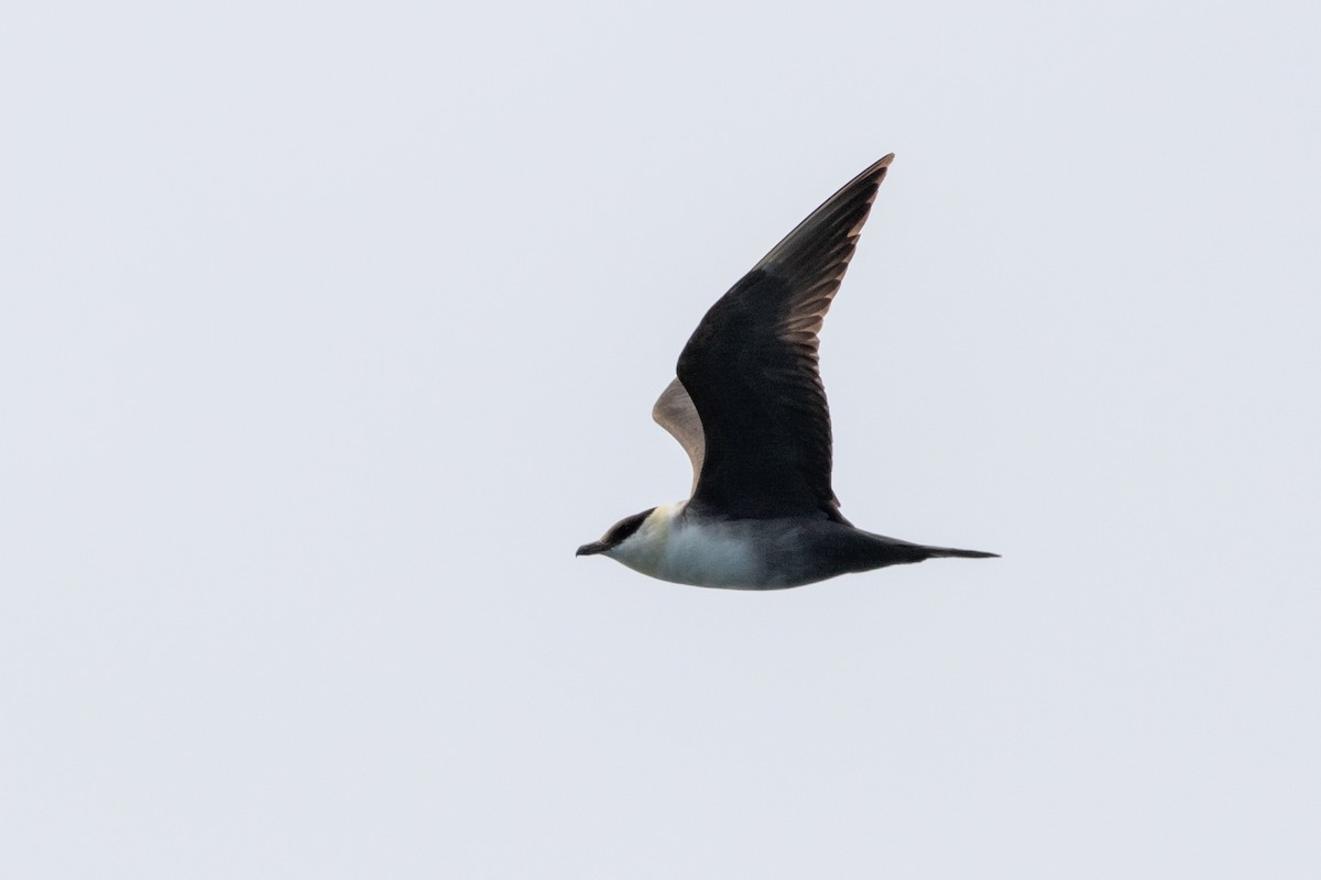 Long-tailed Jaeger - Rob Fowler