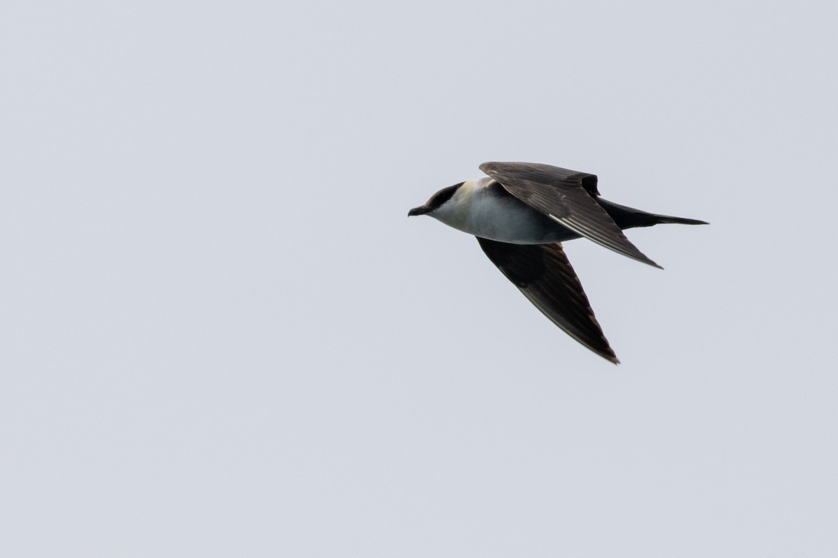 Long-tailed Jaeger - Rob Fowler