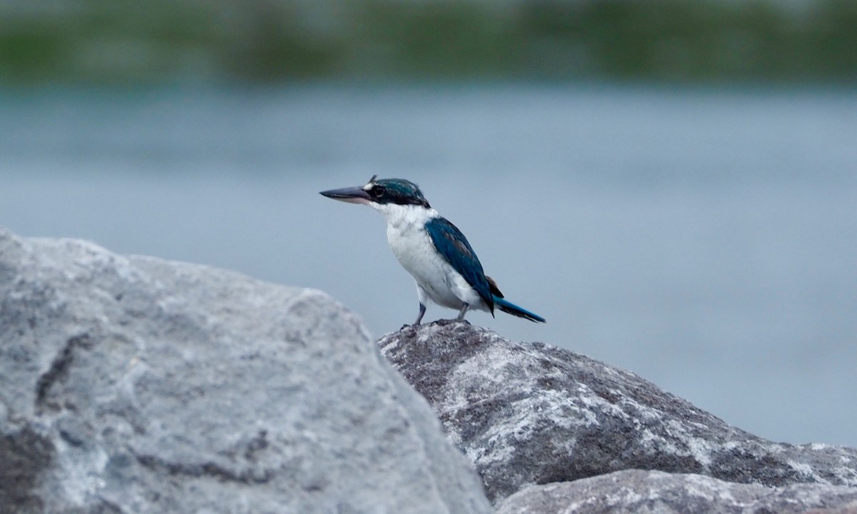 Collared Kingfisher - ML422838591