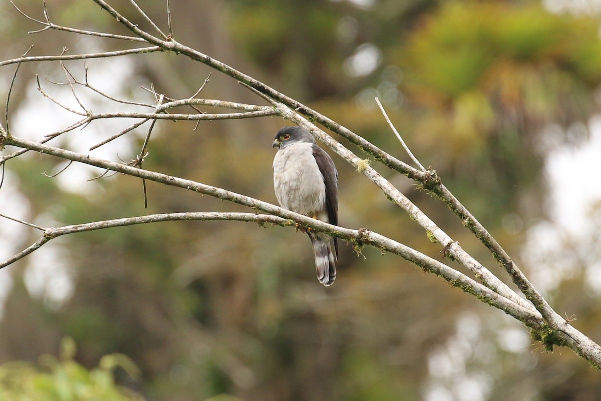 Rufous-thighed Kite - Tommy Pedersen