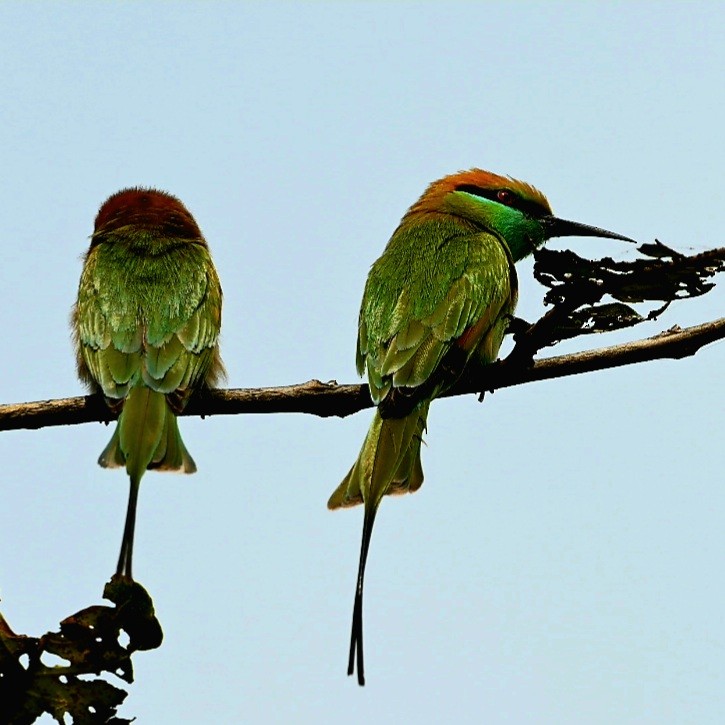 Asian Green Bee-eater - ML422839731
