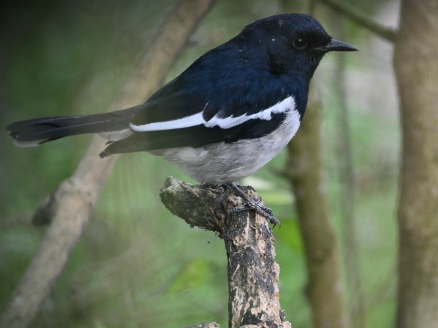 Oriental Magpie-Robin - ML422840471