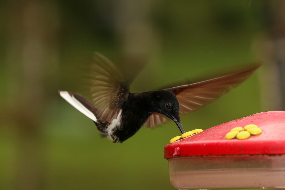 Black Jacobin - Tommy Pedersen