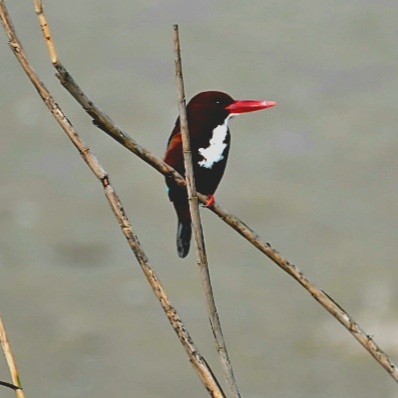 White-throated Kingfisher - ML422841281