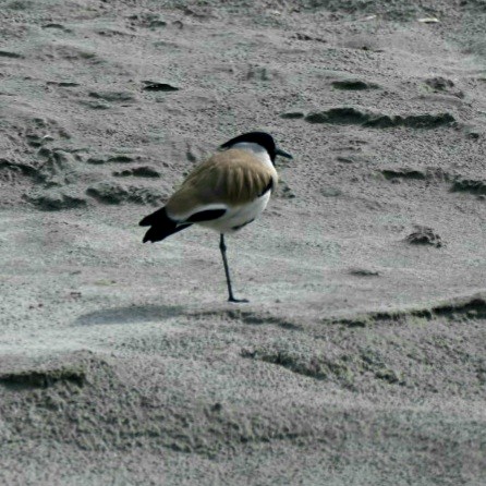 River Lapwing - ML422841451