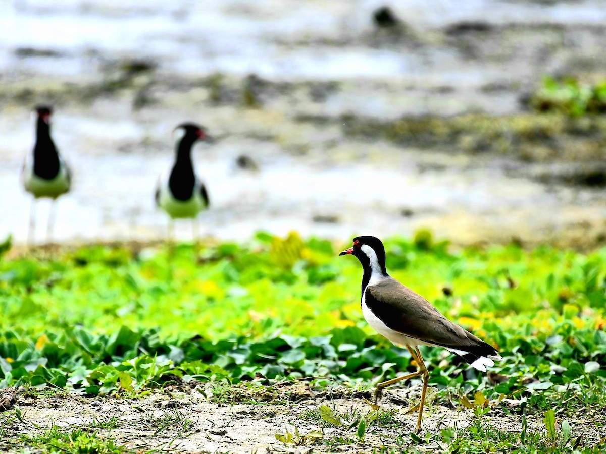 Red-wattled Lapwing - ML422841641