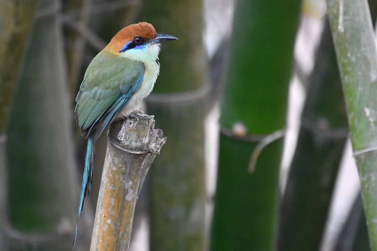 Motmot à tête rousse - ML422841811