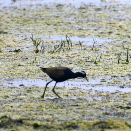 Bronze-winged Jacana - ML422841881