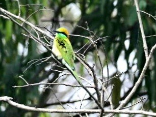 Asian Green Bee-eater - ML422842081