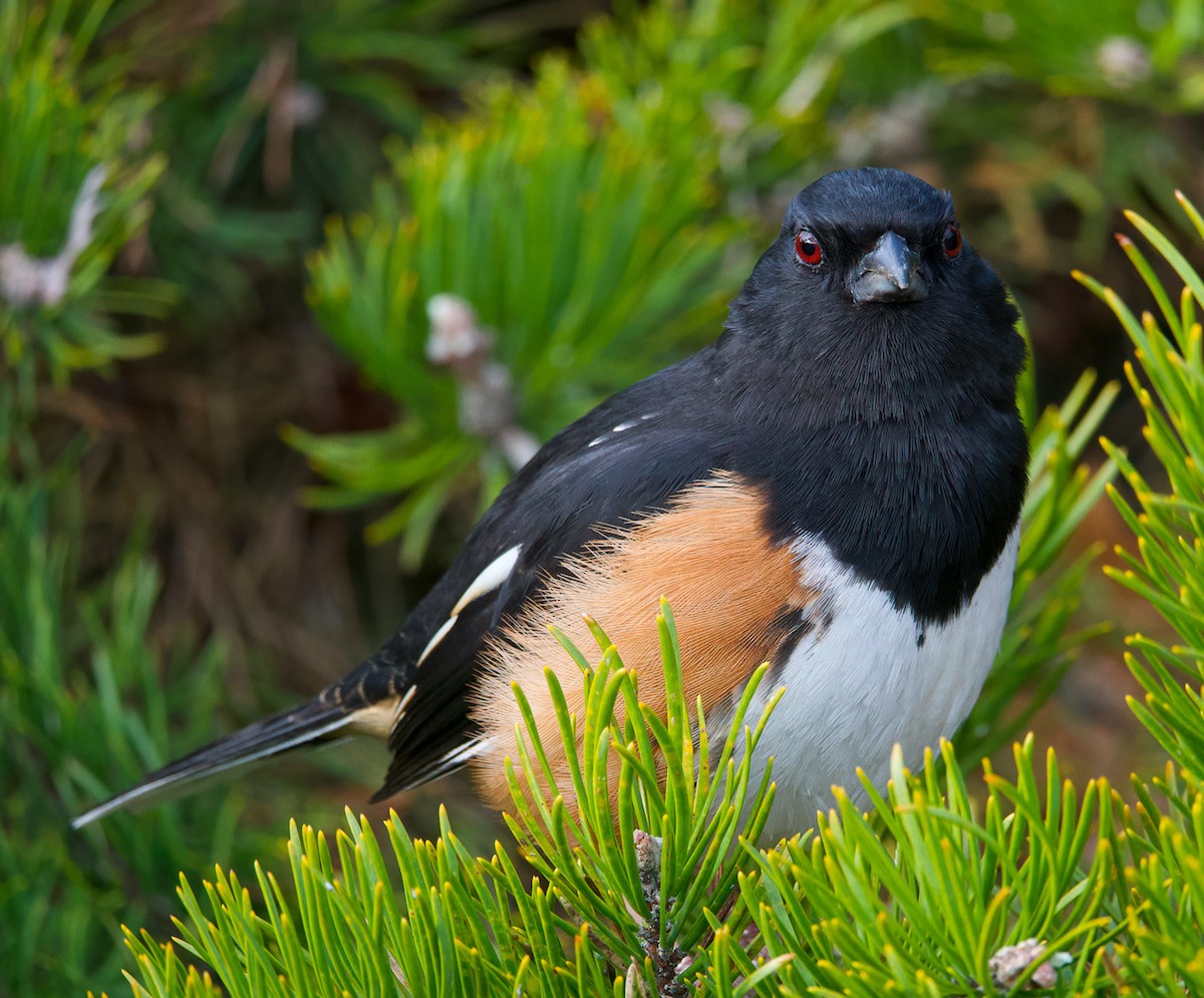 Eastern Towhee - ML422842801