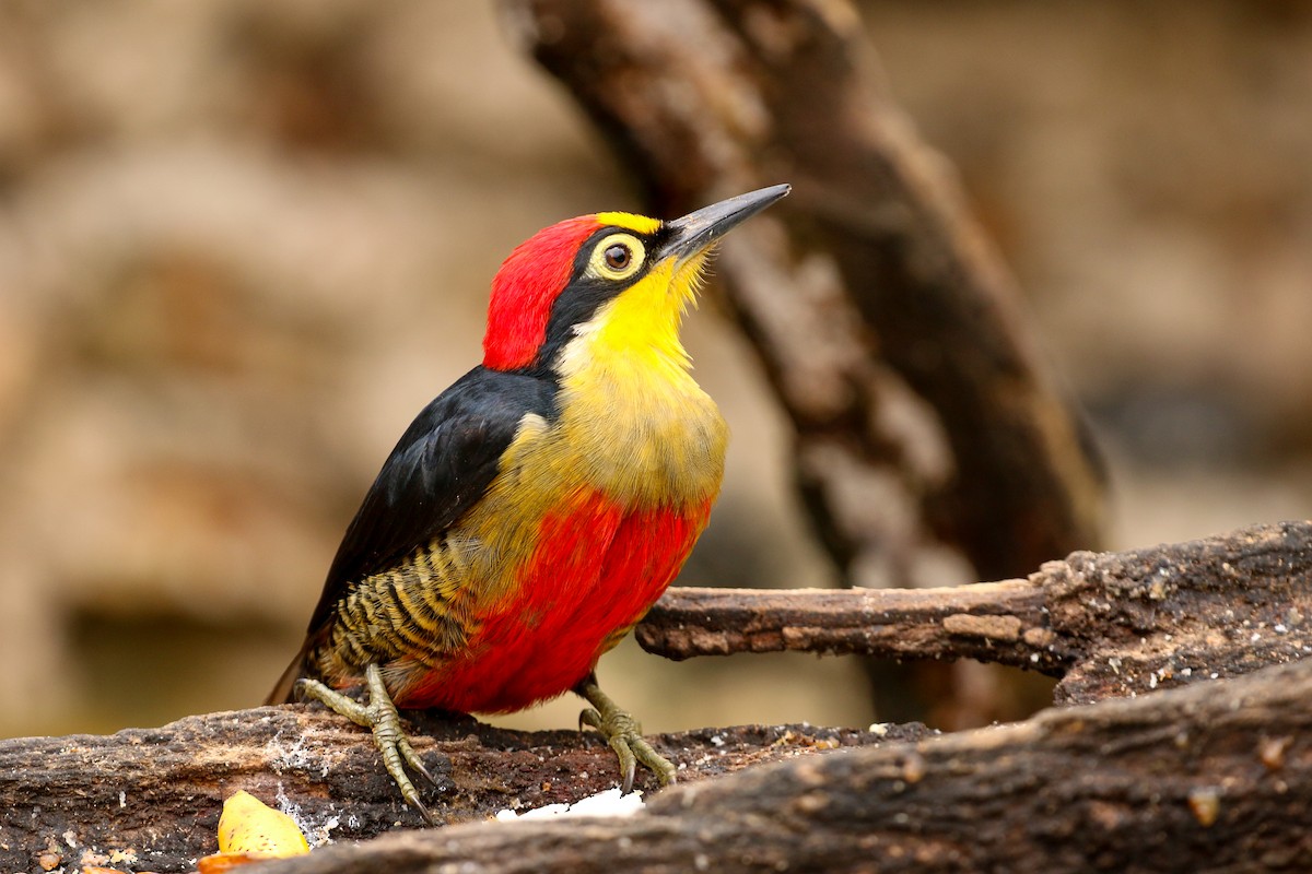 Yellow-fronted Woodpecker - ML42284291