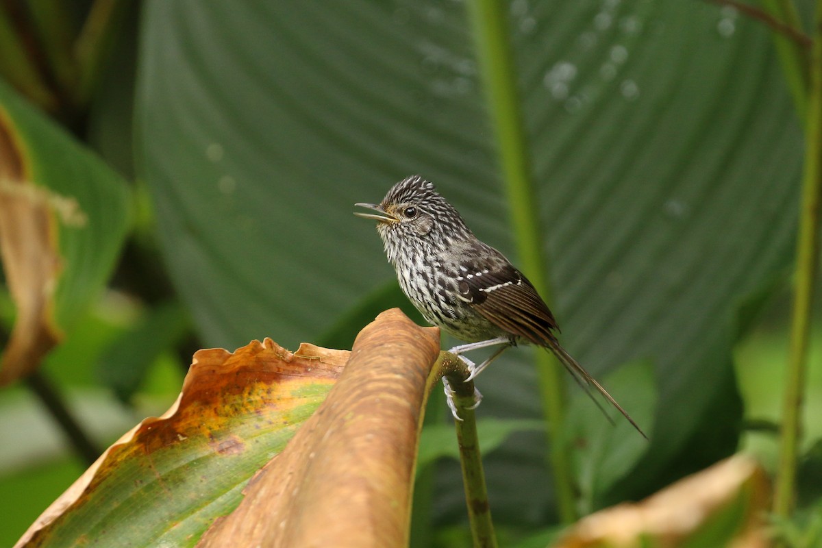 Dusky-tailed Antbird - Tommy Pedersen
