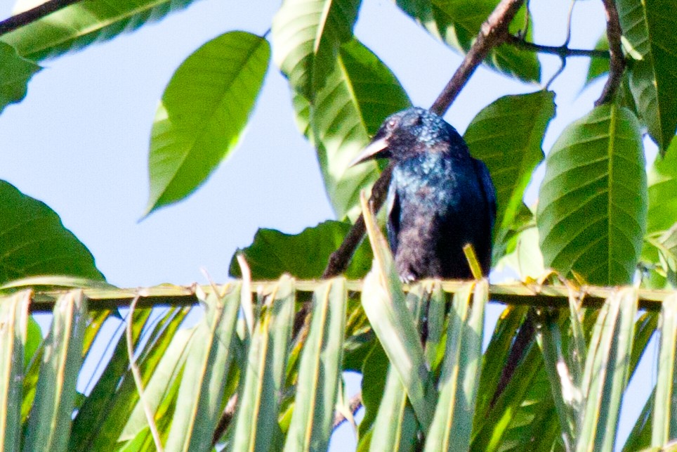 Drongo Balicassio (balicassius/abraensis) - ML422845931