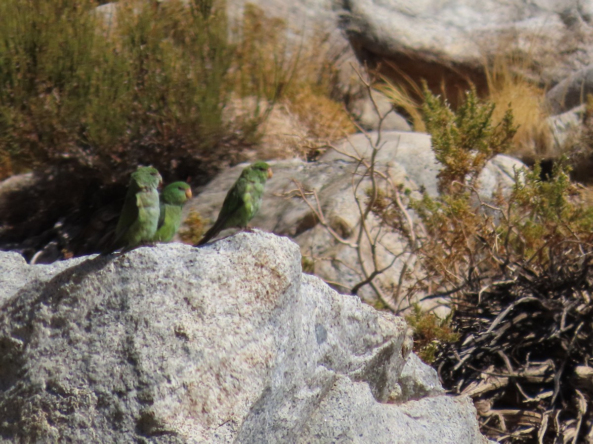 Mountain Parakeet - ML422846311