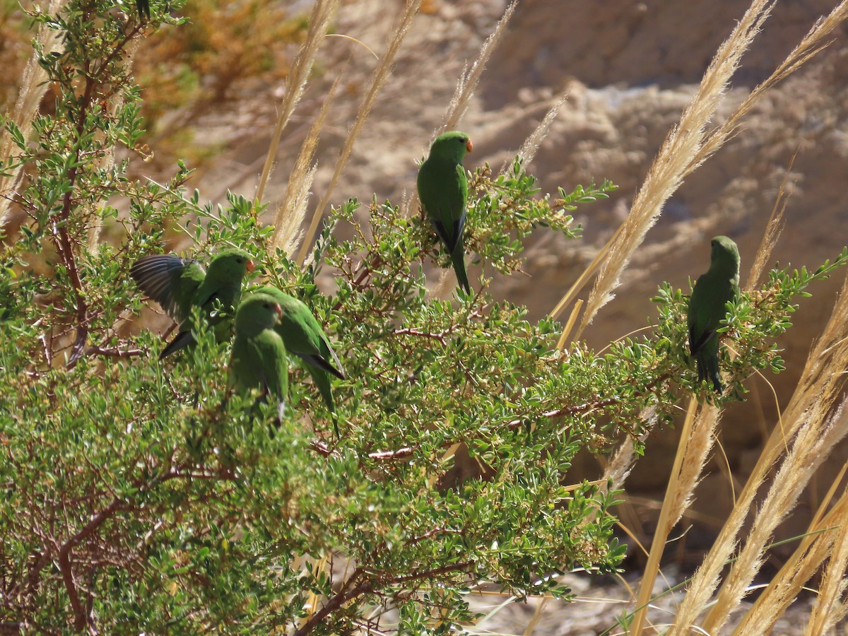 Mountain Parakeet - ML422846351