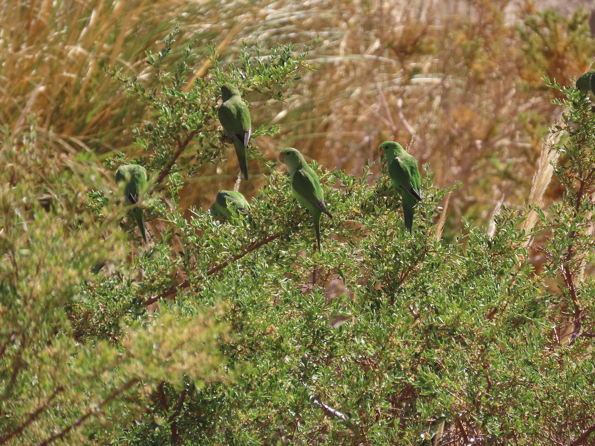 Mountain Parakeet - ML422846371