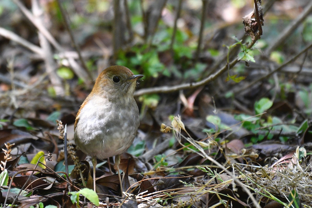 Russet Nightingale-Thrush - ML422846621