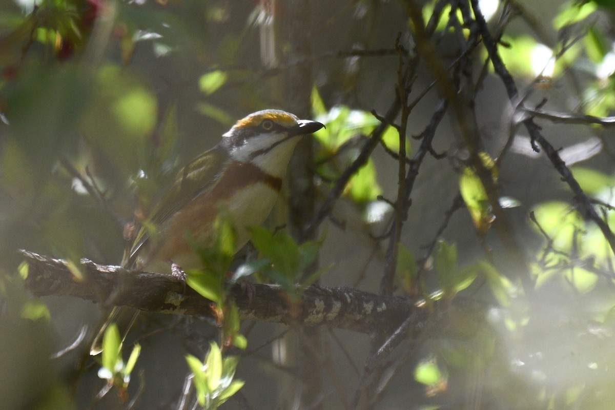 Chestnut-sided Shrike-Vireo - ML422846821