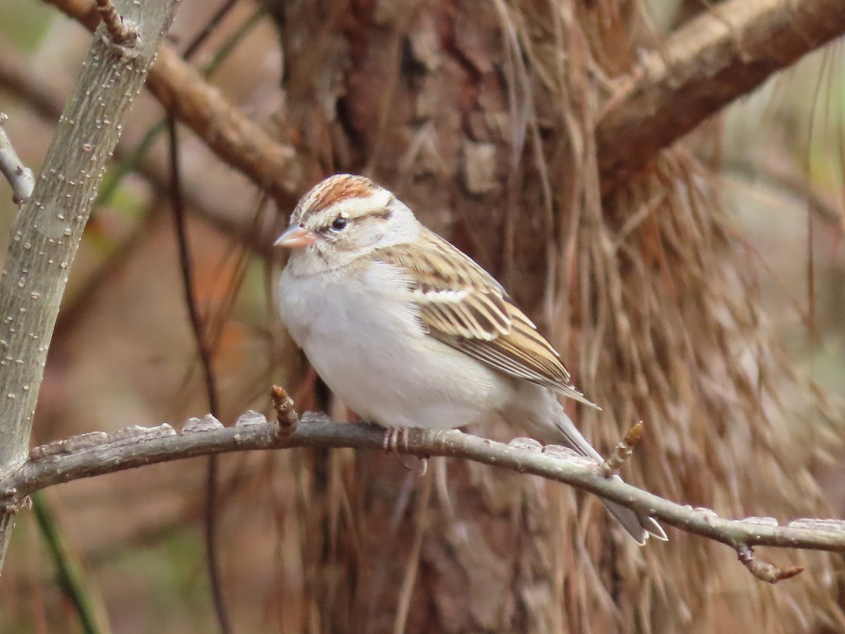 Chipping Sparrow - ML422847041