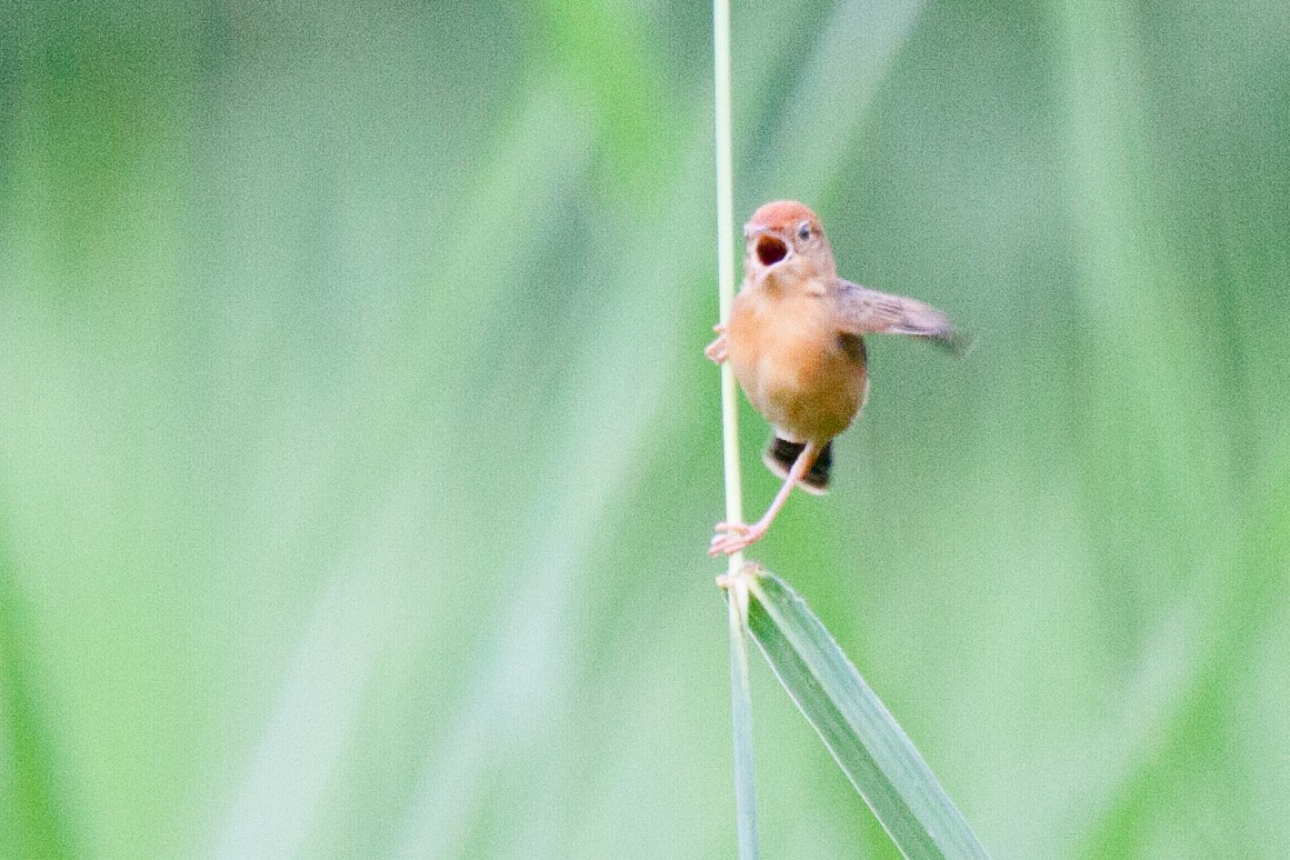 Golden-headed Cisticola - ML422847601