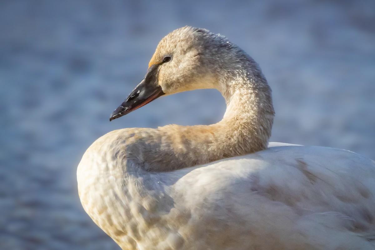 Tundra Swan - ML422847831
