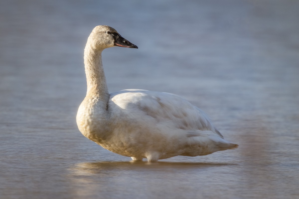 Tundra Swan - ML422847901