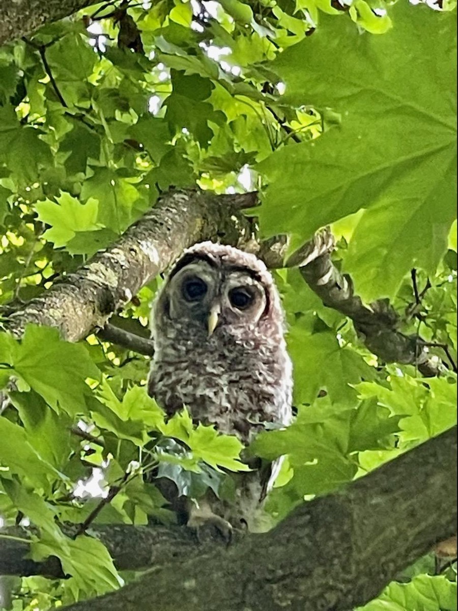 Barred Owl - ML422847921