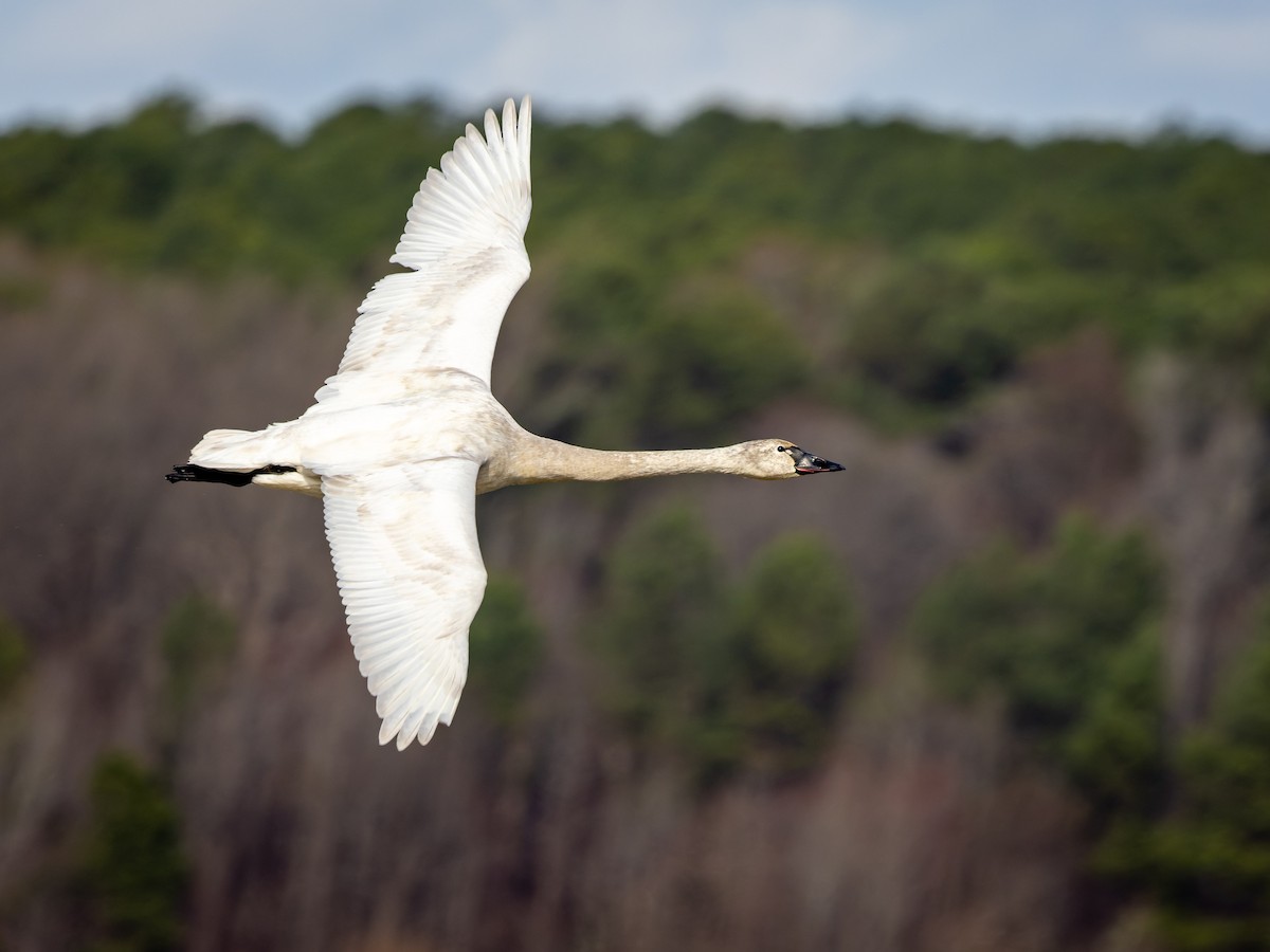Tundra Swan - ML422847931