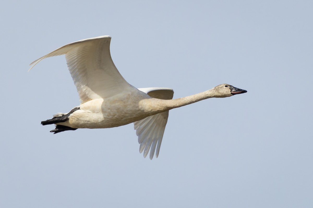 Tundra Swan - ML422847971