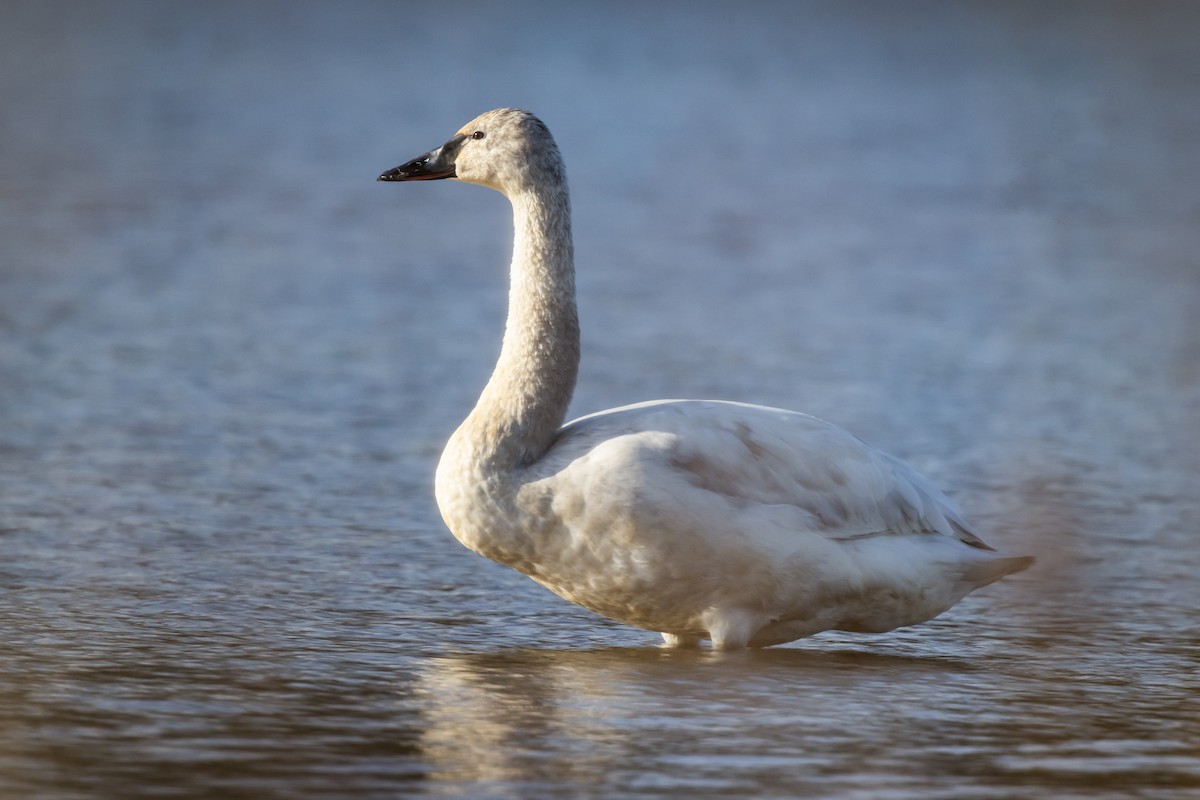 Tundra Swan - ML422848411