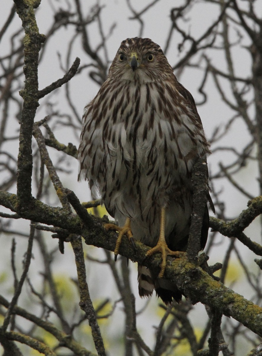 Cooper's Hawk - ML422848491