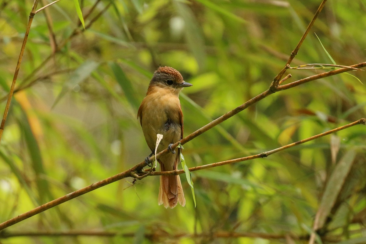 Chestnut-crowned Becard - ML42284891