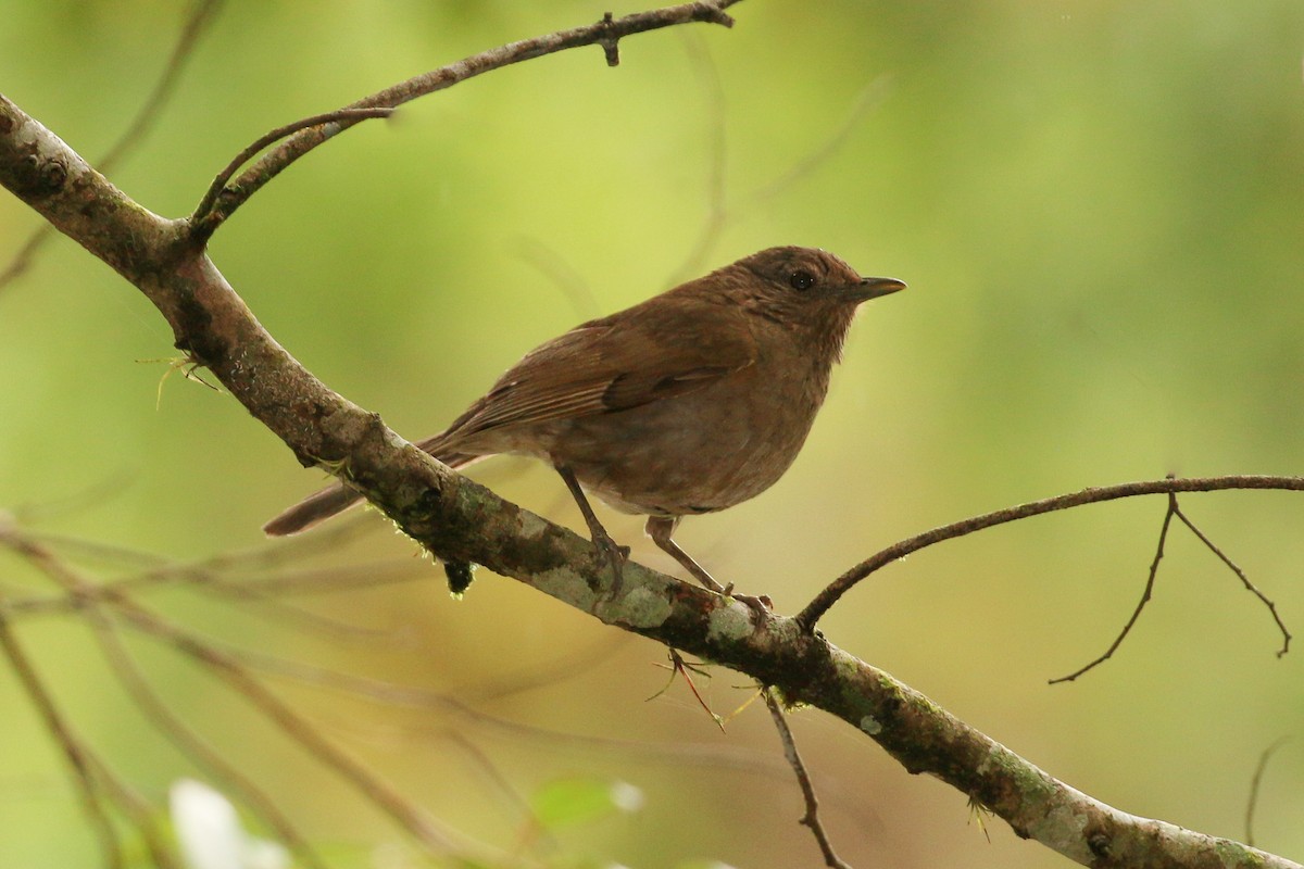 Pale-breasted Thrush - ML42284901