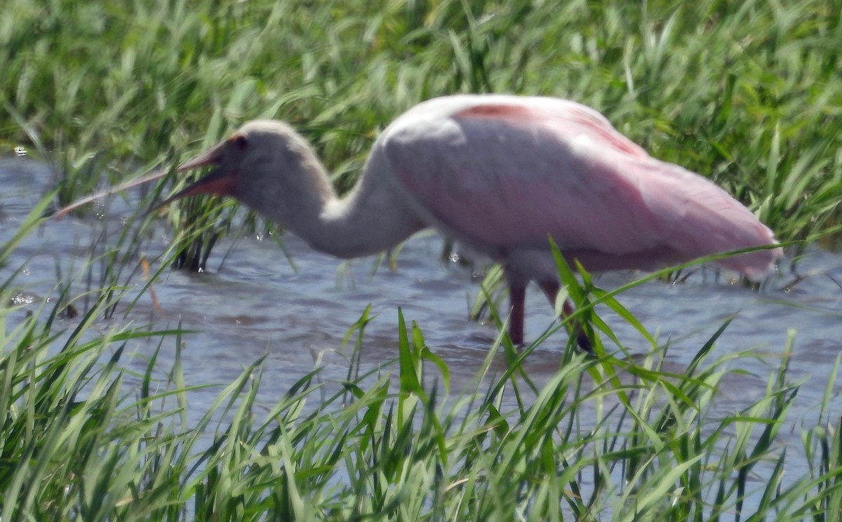 Roseate Spoonbill - ML422849041