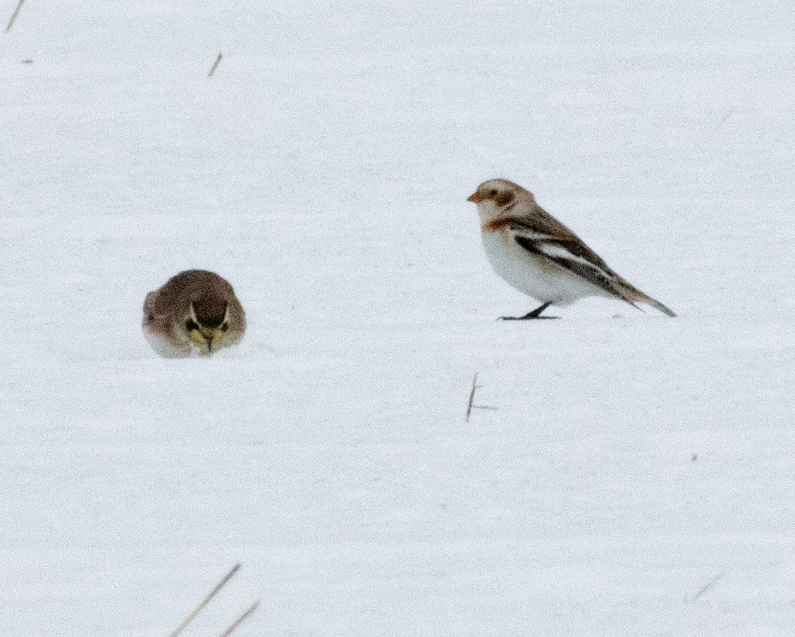 Snow Bunting - ML422849301