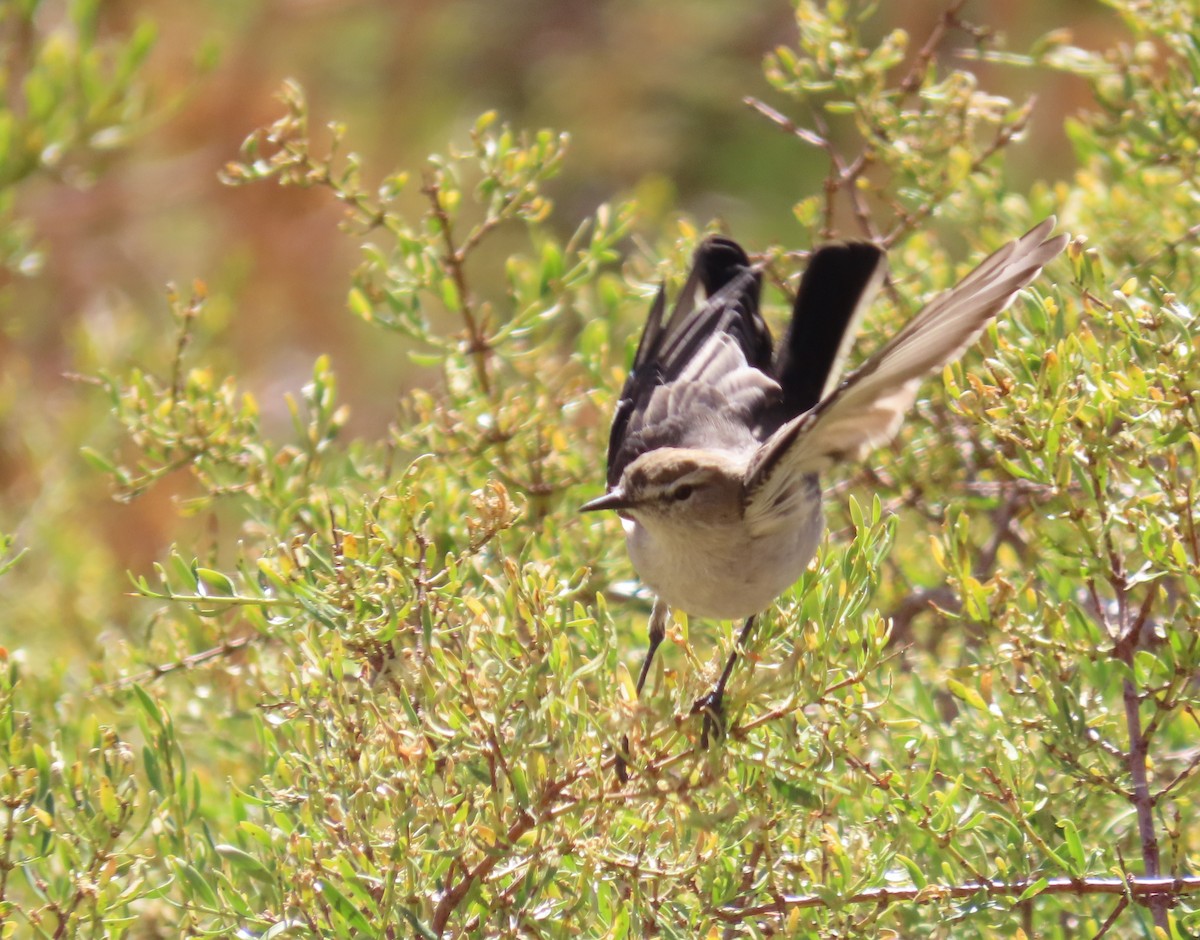 White-browed Ground-Tyrant - ML422849451