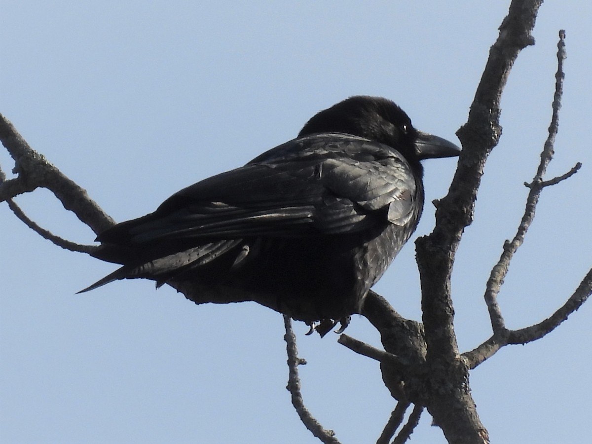 American Crow - ML422849541