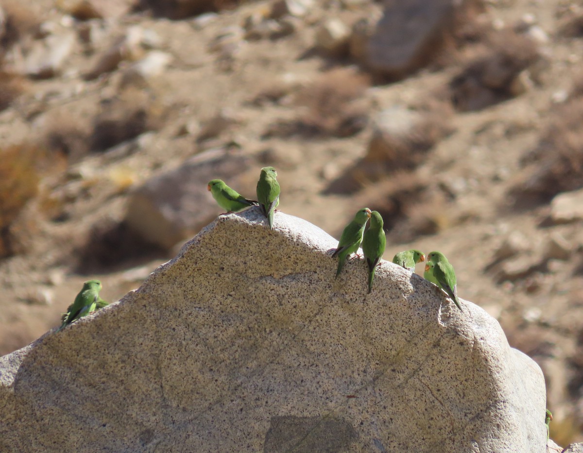 Mountain Parakeet - ML422849881