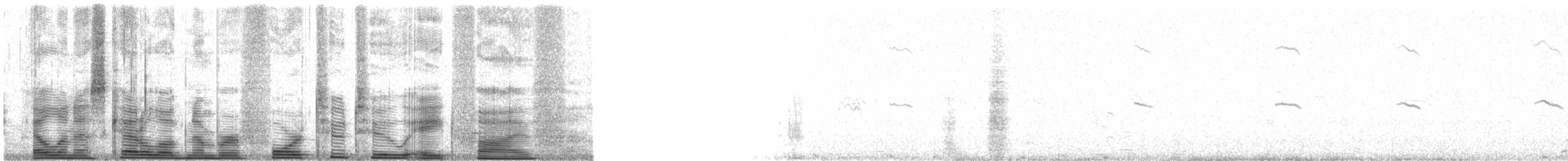 tučňák skalní (ssp. chrysocome) - ML42285