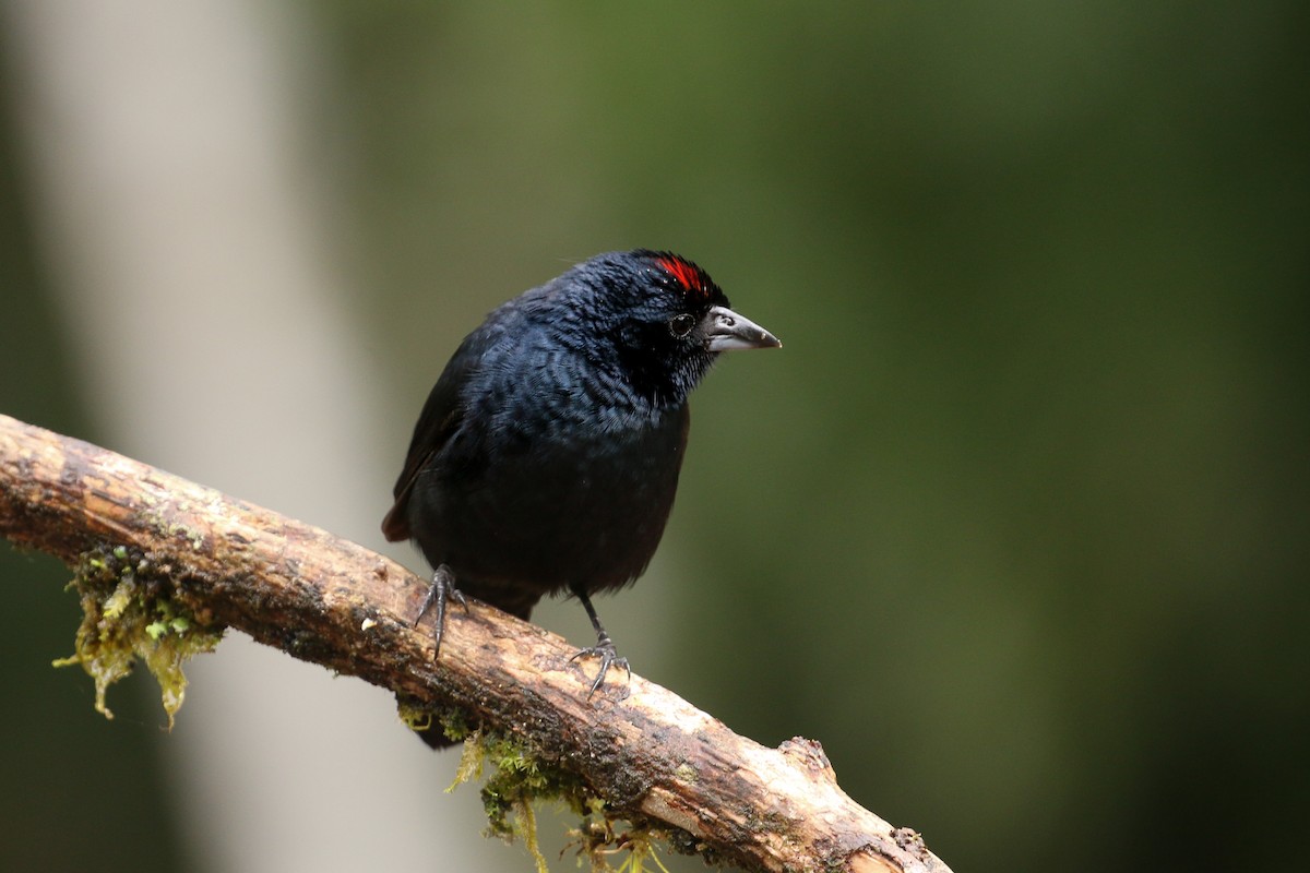 Ruby-crowned Tanager - ML42285011