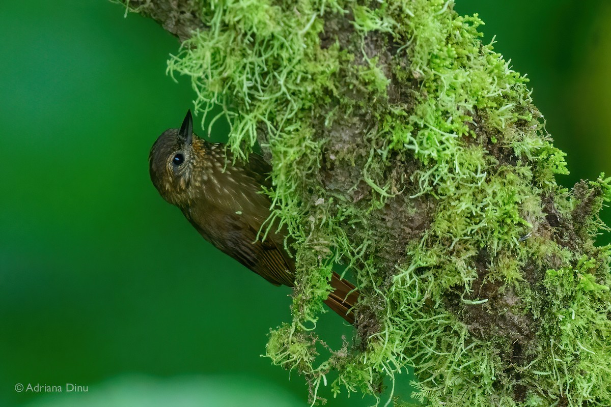 Wedge-billed Woodcreeper - ML422850211