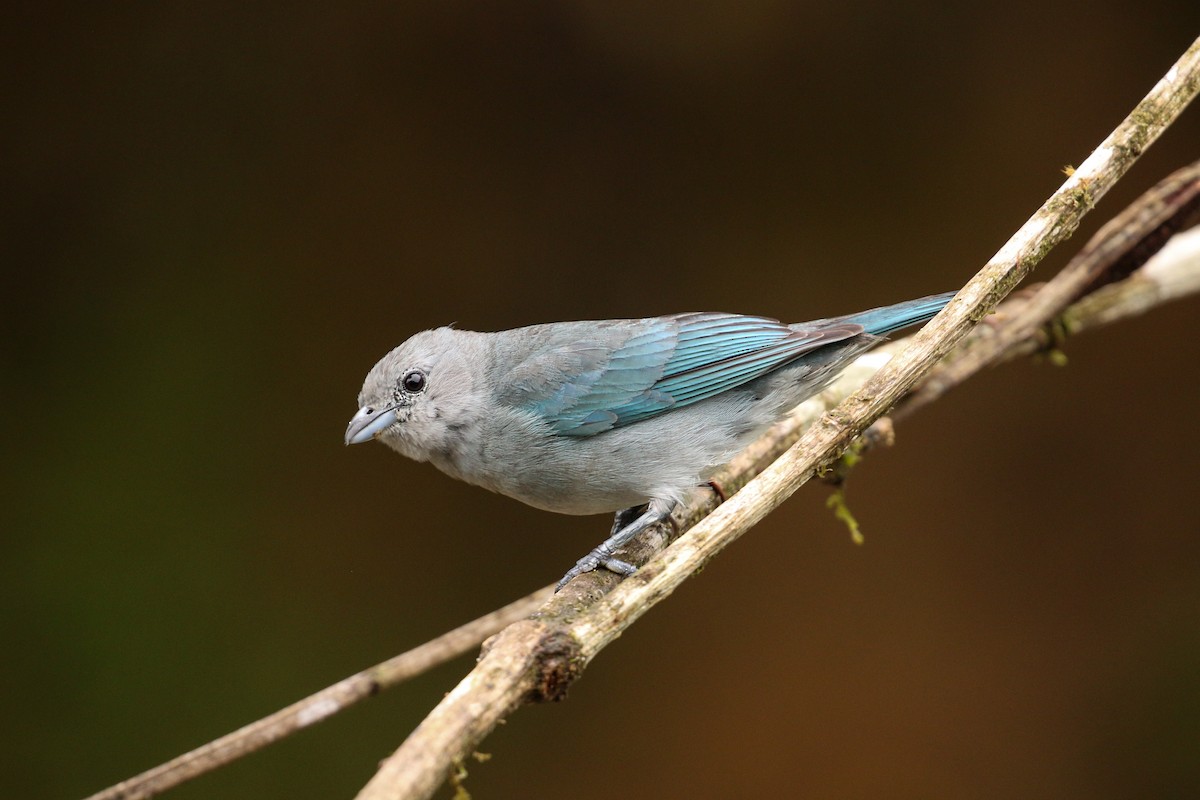 Sayaca Tanager - Tommy Pedersen