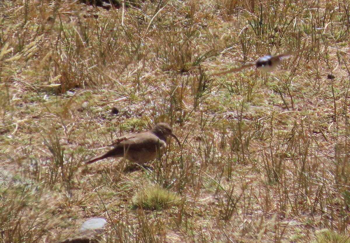 Scale-throated Earthcreeper - ML422851231