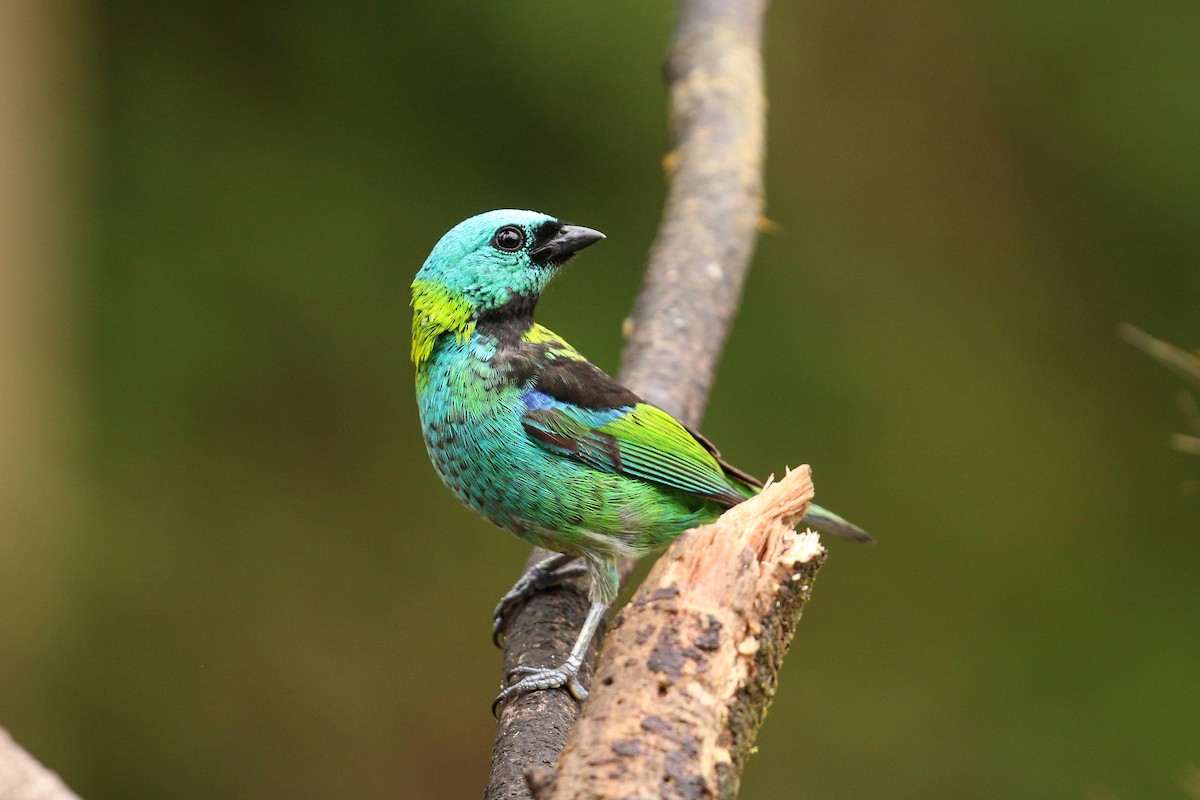 Green-headed Tanager - ML42285211