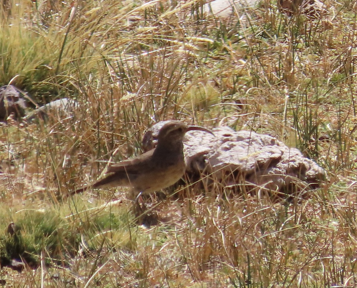 Scale-throated Earthcreeper - ML422852261