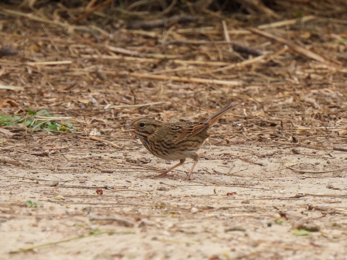 Lincoln's Sparrow - ML422852931